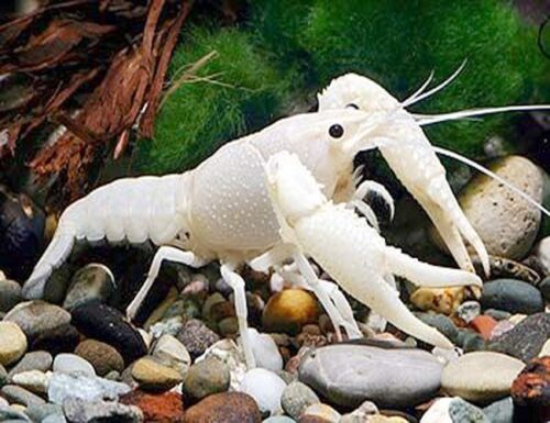 White Ghost Freshwater Lobster