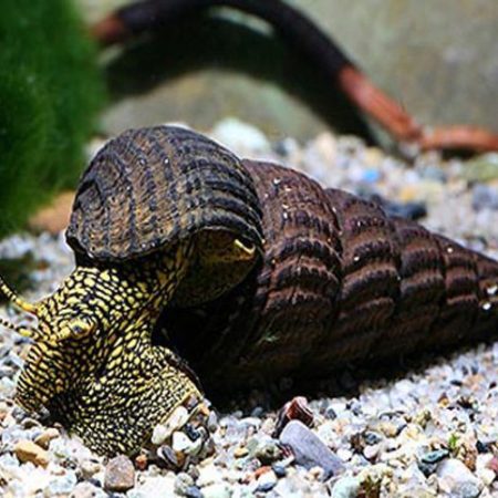 White Spotted Towuti Snail
