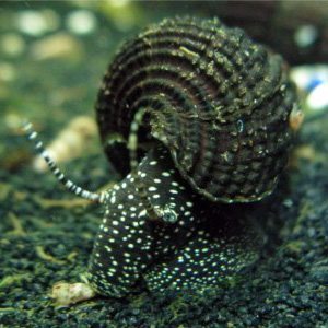 White Spotted Towuti Snail