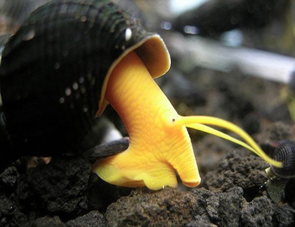 Yellow Antenna Snail