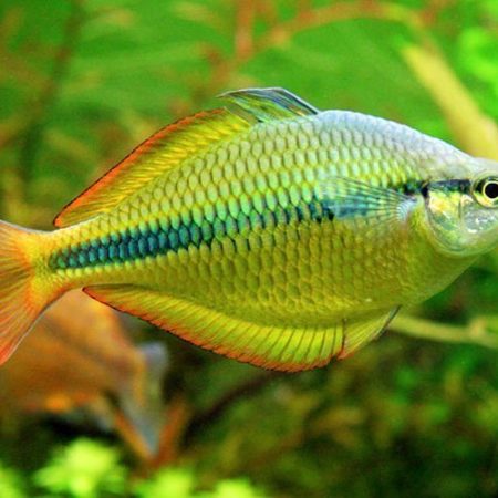 Yellow Rainbowfish Tropical Fish