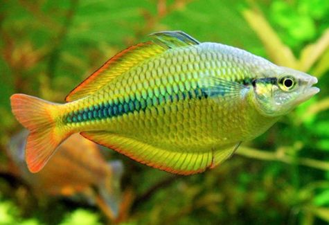 Turquoise Rainbowfish Tropical Fish | Arizona Aquatic Gardens