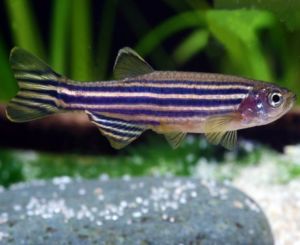 Danio - Zebra Danio - Arizona Aquatic Gardens
