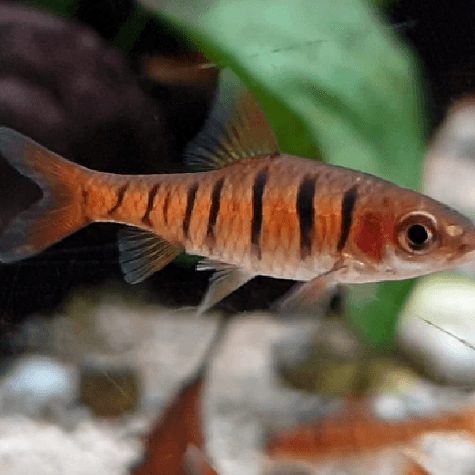 Barb Fish - African Blue-barred Barb