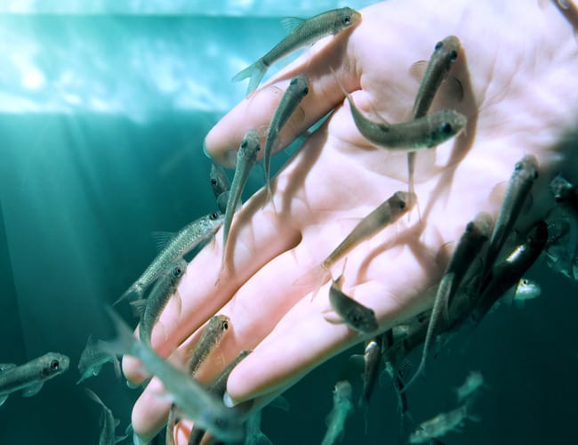 Algae Eating Doctor Fish - Garra Rufa for Aquariums - Flip Aquatics