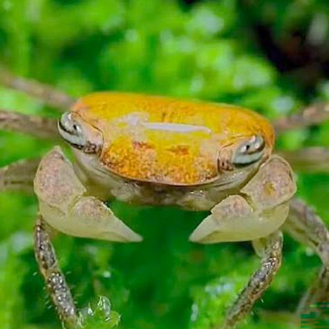 Crab - Freshwater Pom Pom Crab
