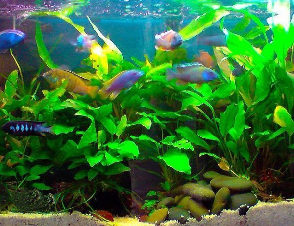 #1 African Peacock Cichlid Pack