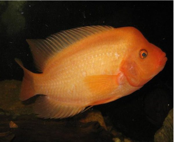 Red Devil Gamefish
