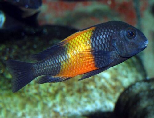 Tanganyikan Tropheus Ikola BumbleBee Cichlid