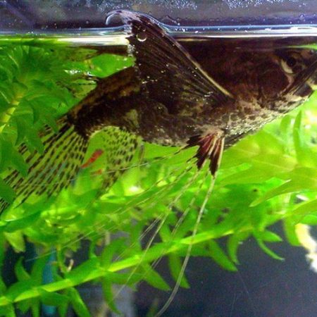 African Butterfly Freshwater Aquarium Fish
