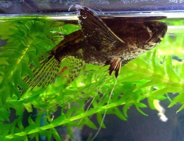 African Butterfly Freshwater Aquarium Fish