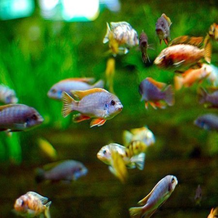 African Cichlid Packs for Non-Planted Aquariums