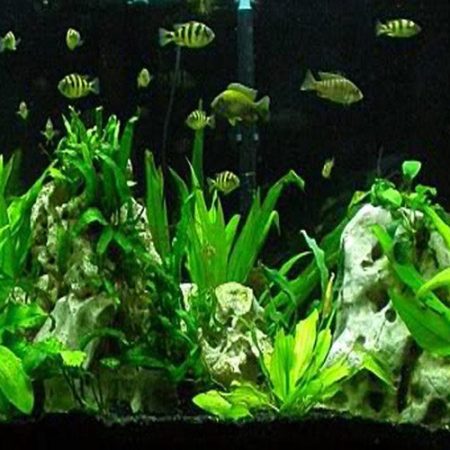 African Cichlid Packs for Planted Aquariums