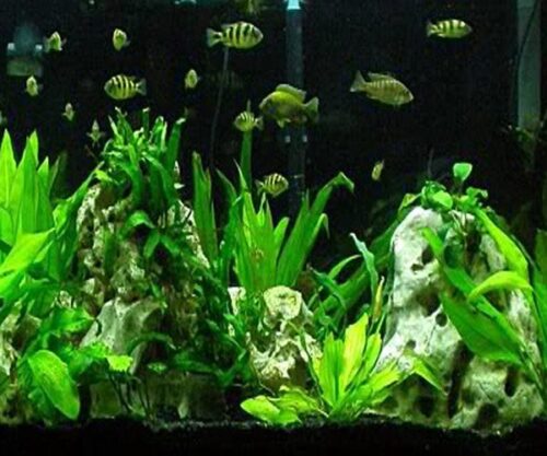 African Cichlid Packs for Planted Aquariums