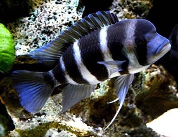 African Frontosa Cichlid