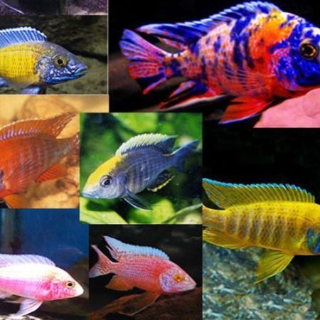 African Peacock Cichlids