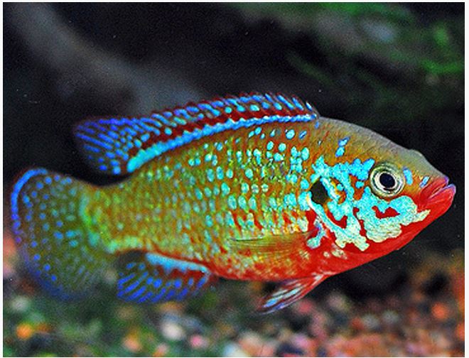 African Turquoise Jewel Cichlid