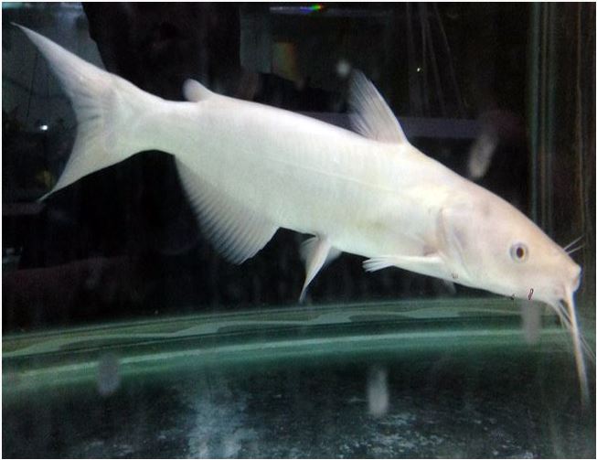 Albino Channel Catfish | Arizona 