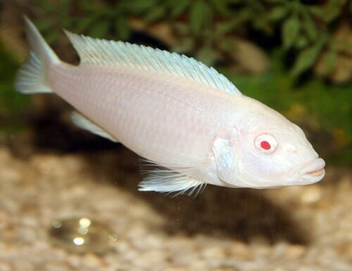 Albino Cichlid White Zombie or Snow White