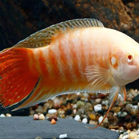 Albino Paradise Fish
