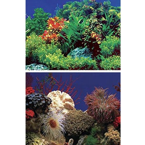 Amazon Waters Coral Reef Aquarium Background