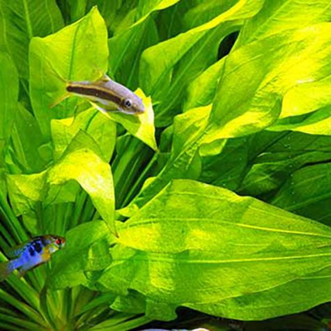 #1 Assorted Common Sword Aquarium Plant - 10 Pack