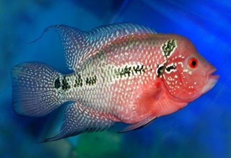 Strawberry Flowerhorn Cichlid | Arizona Aquatic Gardens