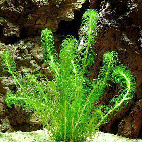 Anacharis Narrow-Leaf Aquarium Plant