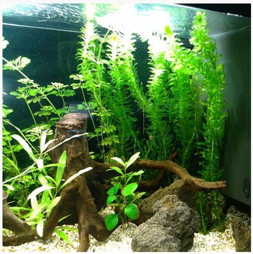 Anacharis or Egaria densa Bunched Aquarium Plant 2