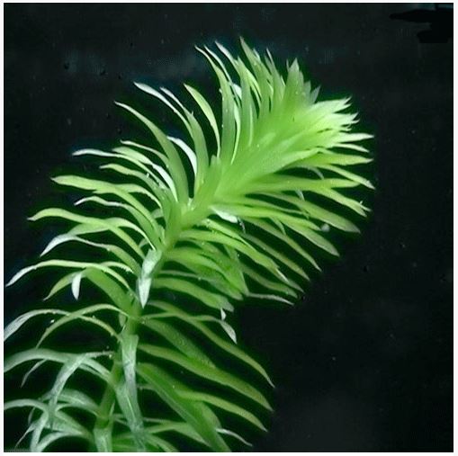 Anacharis or Egaria densa Bunched Aquarium Plant