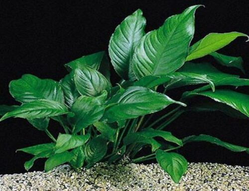 Anubias Caladifolia Aquarium Plant