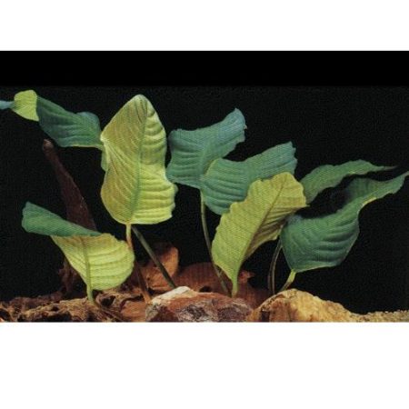 Anubias Coffeefolia Freshwater Aquarium Plant