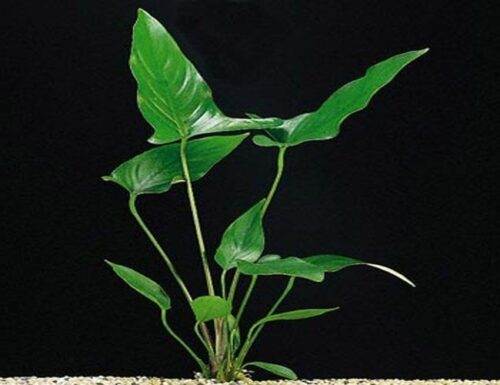 Anubias Hastifolia Aquarium Plant