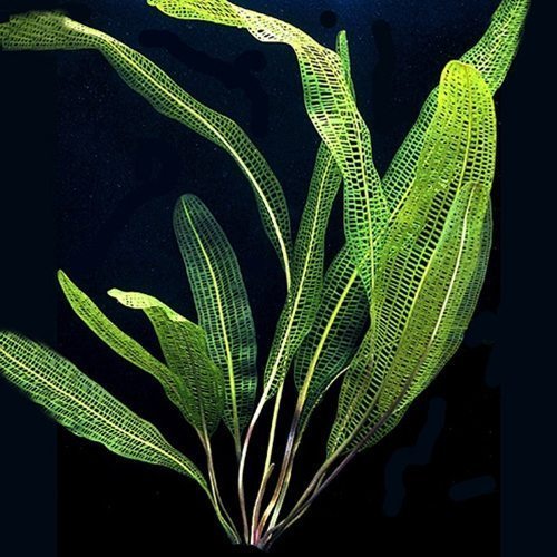 Aponogeton Fenestralis Madagascar Lace Aquarium Plant