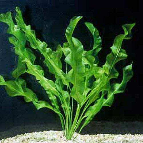 Assorted Aponogeton Small PlantX5 Aquarium Plant Fish Tank Fresh Water Easy Grow 
