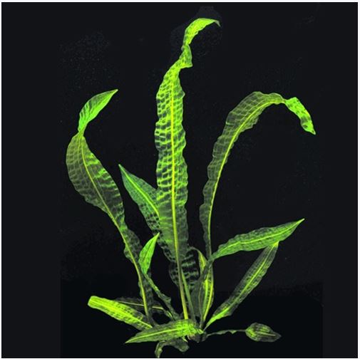 Aponogeton boivinianus Hammer-Leaf Plant