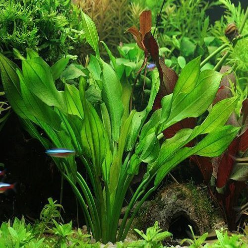 Assorted Common Sword Aquarium Plant