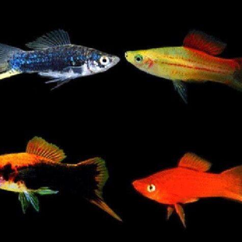 Assorted Swordtail Aquarium Fish