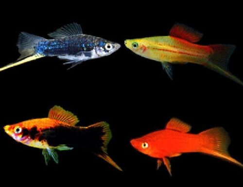 Assorted Swordtail Aquarium Fish