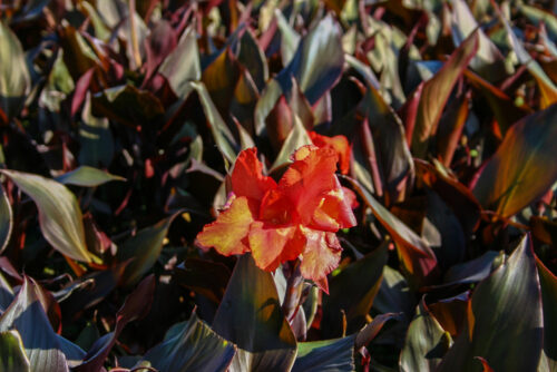 Red Australian Canna or Canna 'Australia' - Image 4