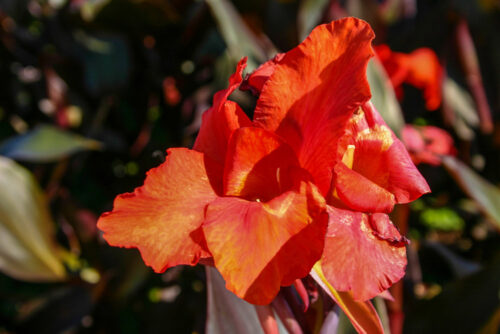 Red Australian Canna or Canna 'Australia' - Image 3