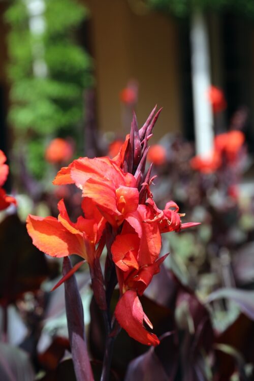 Red Australian Canna or Canna 'Australia' - Image 2