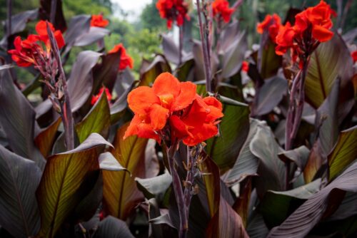 Red Australian Canna or Canna 'Australia'