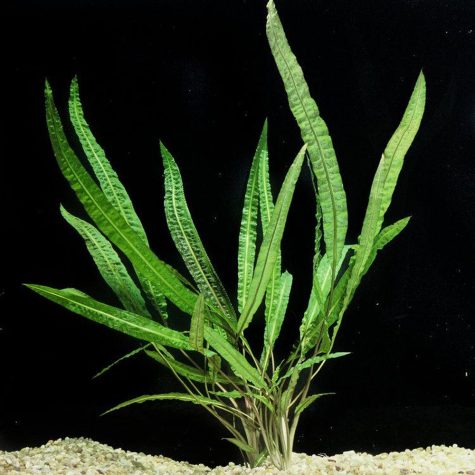 Cryptocoryne Balansae Plant