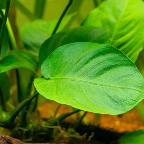 Anubias Barteri 2 pack Aquarium Plant