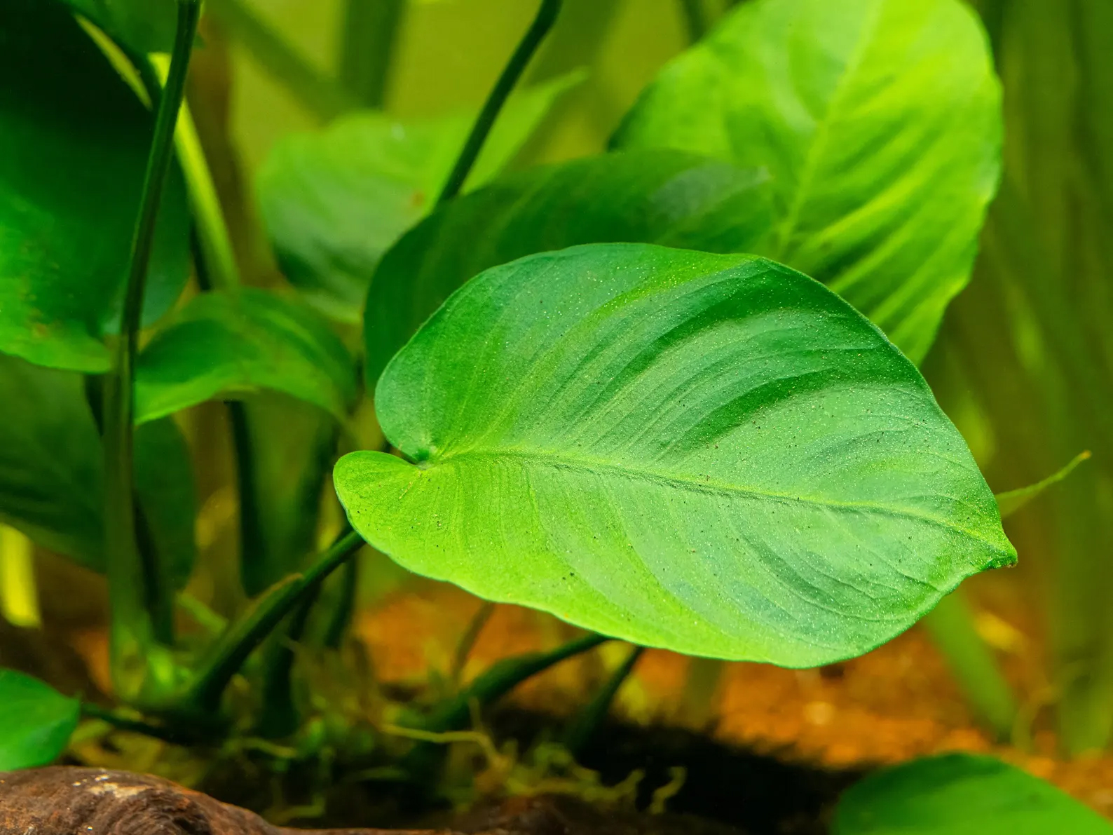 Anubias Barteri 2 pack Aquarium Plant