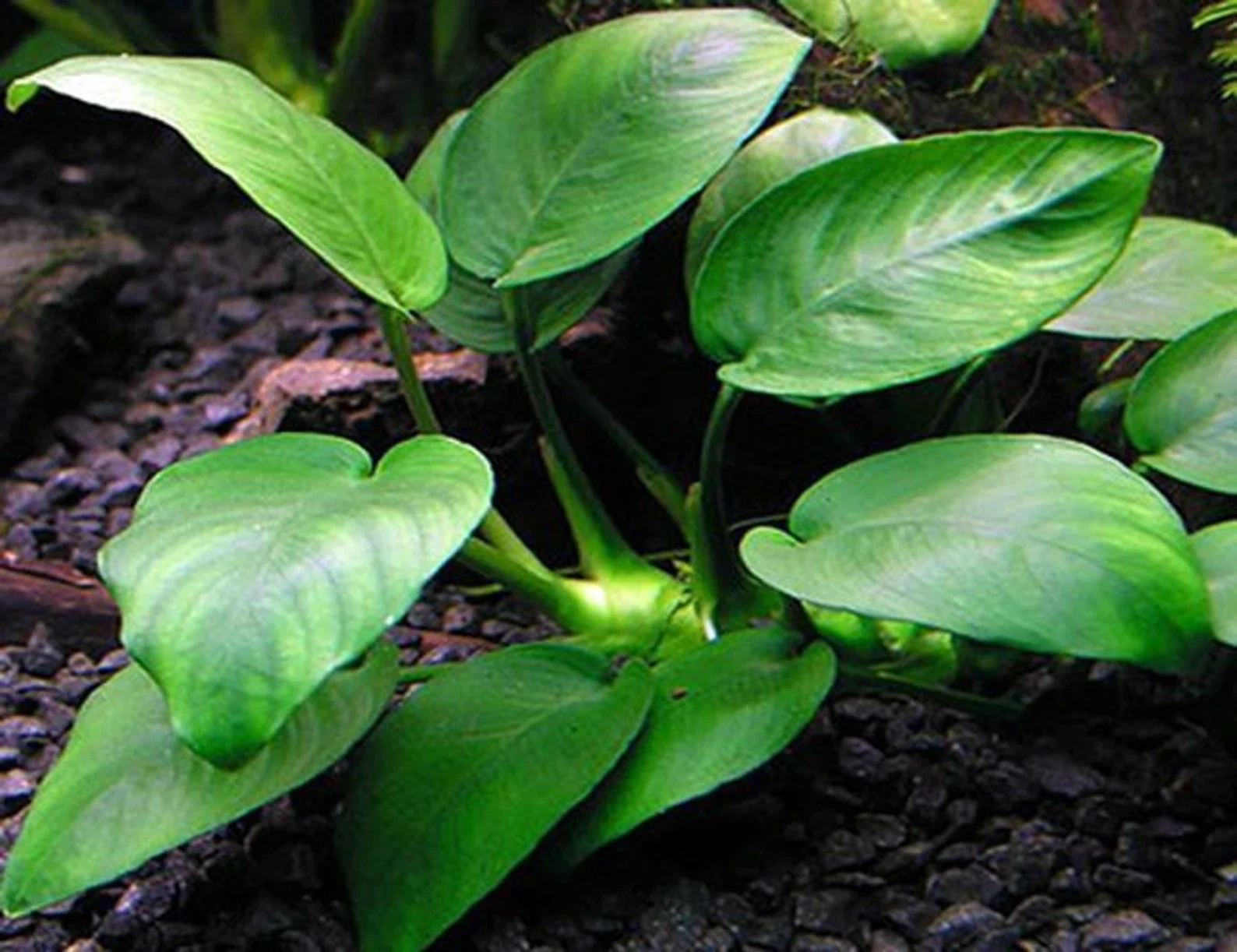 Anubias Barteri 2 pack Aquarium Plant - Image 3