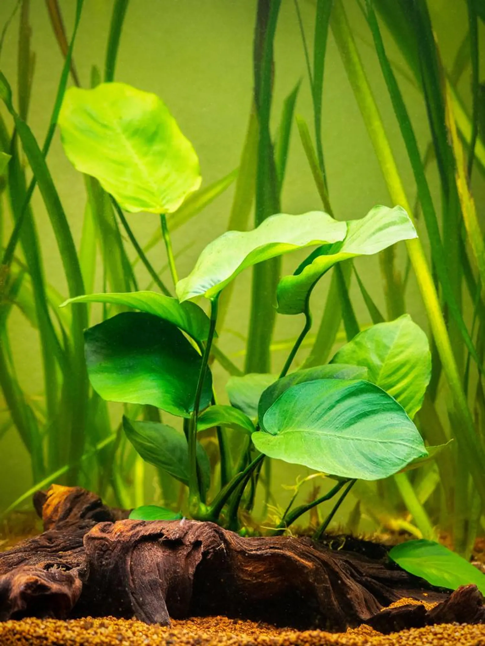 Anubias Barteri 2 pack Aquarium Plant - Image 2