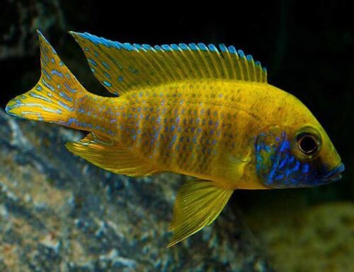 Benga Sunshine Peacock Cichlid