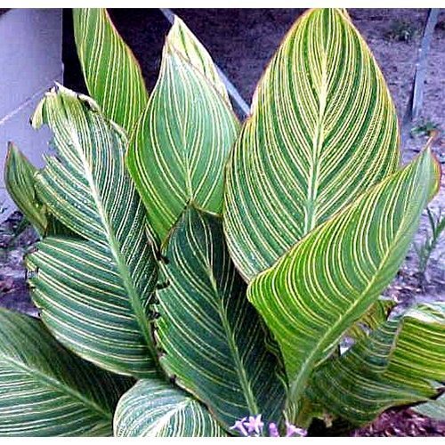 Buy Bengal Tiger Canna Lily, FREE SHIPPING, Wilson Bros Gardens